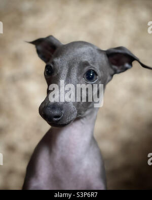 cucciolo di cane levriero