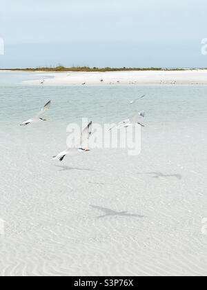 Uccelli reali della Terna che volano sull'acqua Foto Stock