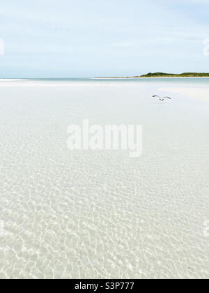 Royal Tern uccello volare via su acque poco profonde sulla spiaggia Foto Stock