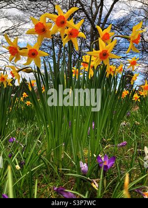 Narcisi e croco primaverili Foto Stock