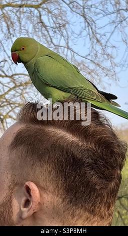 Parakeet seduto sulla testa dell'uomo a St James Park londra Foto Stock