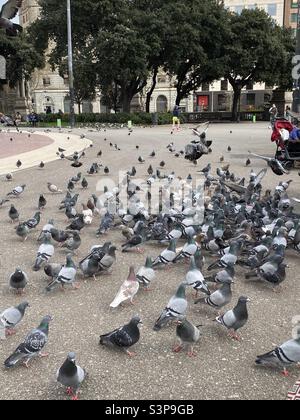 Piccioni a Plaza de Catalunya, Barcellona, Catalunya, Spagna. Marzo 2022. Foto Stock