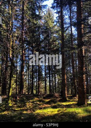 La luce del sole filtra attraverso la foresta Foto Stock