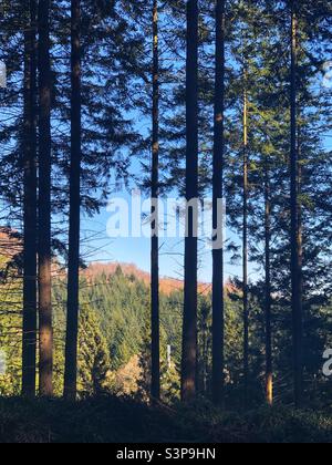 La luce del sole filtra attraverso la foresta Foto Stock