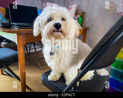 Piccolo, morbido, bianco cavapoo cane seduto su una sedia sala da pranzo. Foto Stock