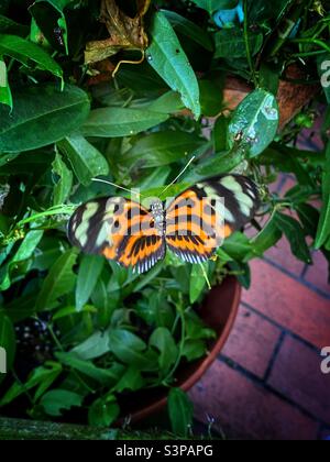 Bella farfalla nera e arancione seduta su una pianta con le sue ali spalancate Foto Stock