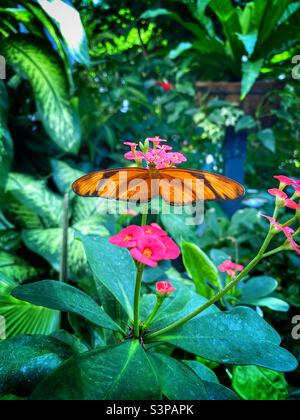 Bella farfalla arancione con le sue ali spalancate ampio aperto seduta su alcuni fiori rosa Foto Stock