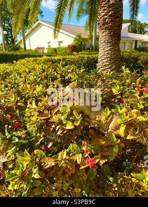 Giocattolo tirannosaurus Rex nascosto nei cespugli di quartiere. Foto Stock