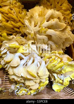 Funghi di ostrica gialli in un cestino Foto Stock