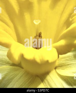 Daffodil,astrazione, giallo, cuore, mano , natura, bellezza, micro , Foto Stock