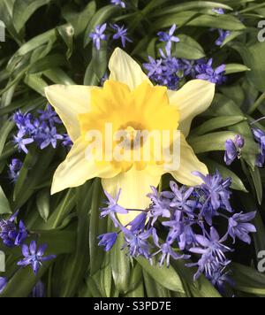 Daffodil,bluebells, blu, giallo, cuore, mano , natura, bellezza, micro, fiore, giardino Foto Stock