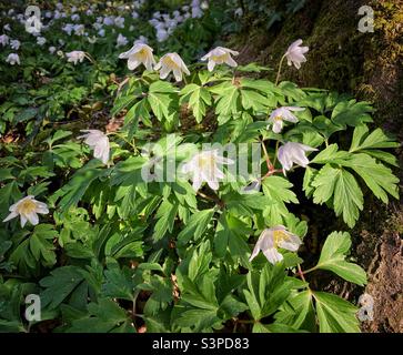 Delicati anemoni di legno bianco che fioriscono nella luce solare primaverile. Foto Stock