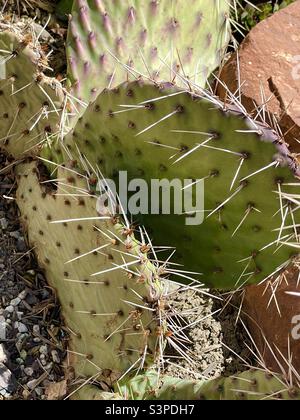 Una vista ravvicinata di un cactus, o succulento, in un letto di piantatrice in una casa nello Utah, Stati Uniti. Queste piante prosperano in un clima più secco come quello dello Utah e non richiedono annaffiature. Foto Stock