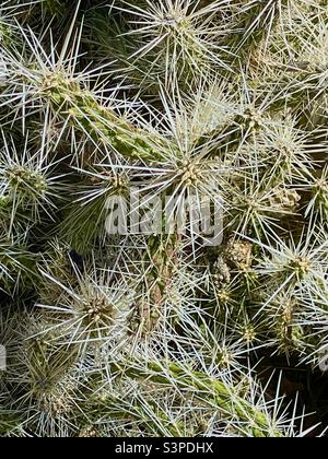 Una vista ravvicinata di un cactus, o succulento, in un letto di piantatrice in una casa nello Utah, Stati Uniti. Queste piante prosperano in un clima più secco come quello dello Utah e non richiedono annaffiature. Foto Stock