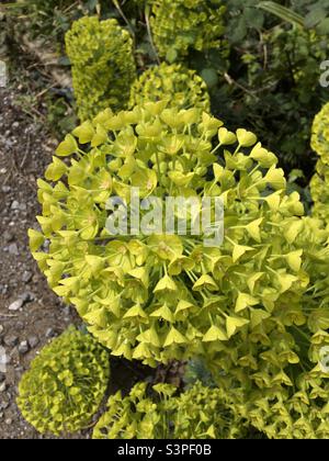 Euphorbia (Sprurgo) pianta in primavera con fiori gialli-verdi che formano una forma circolare Foto Stock