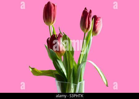 Bouquet di tulipani rossi in vaso su sfondo rosa isolato Foto Stock