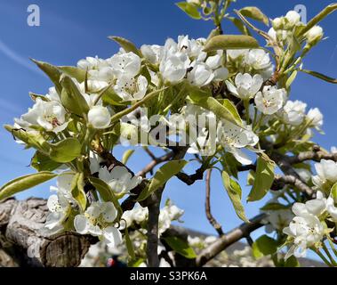 Fiore di pera in un frutteto Worcestershire Foto Stock