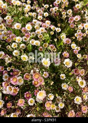 Margherite rosa e bianche Bellis perennis in primavera Foto Stock
