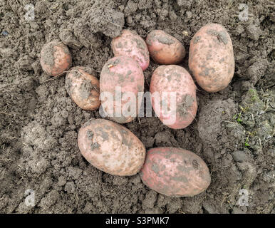 Sfondo di patate scavate in primo piano. Le patate di grandi dimensioni si trovano a terra Foto Stock