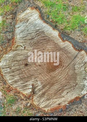 Un astratto naturale è creato zoomando in prossimità sul resto del ceppo di un albero di Locust appena segato che era oltre 25 anni in Utah, USA. Foto Stock