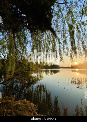 Weping Willow albero appeso sopra la UEA Broad, Norwich, Inghilterra, Regno Unito Foto Stock