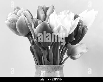 Tulipani monocromatici in vaso Foto Stock