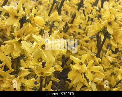 In primavera, in un cantiere dello Utah, negli Stati Uniti, fiorisce la splendida Forsythia gialla su un cespuglio di Forsythia. Foto Stock