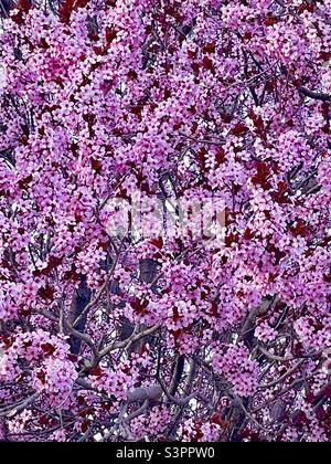 Bellissimo albero fiorito di fiori rosa in un quartiere suburbano dello Utah, USA in primavera. L'immagine viene ingrandita abbastanza vicino da riempire l'intero fotogramma di fioriture, in modo da creare uno sfondo naturale di grande qualità. Foto Stock