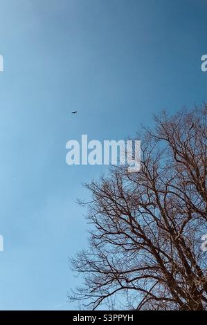 Red Kite vola sui giardini di Rendlesham, Suffolk, East Anglia, Regno Unito. Pigeon siede nell'albero. Foto Stock