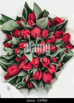 Un bouquet di cinquanta tulipani rossi visto dall'alto Foto Stock