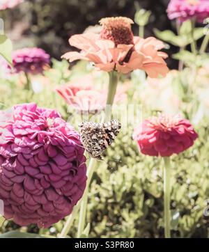 Una farfalla donna dipinta, atterra su una grande zinnia rosa, in mezzo ad altri fiori colorati in luce solare molto luminosa Foto Stock