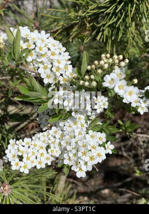 Der Frühling ist da. Foto Stock