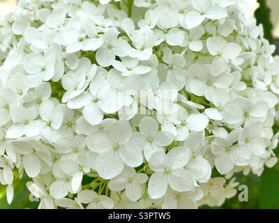 La fioritura di Hydrangea arborescens. Hidrangea albero-come primo piano Foto Stock