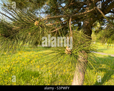 Il giovane pino di Aleppo pinus halepensis cresce nel parco Foto Stock