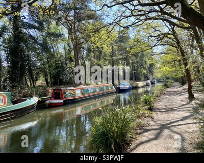 Una bella Primavera giorno lungo il canale di Basingstoke, Hampshire, Inghilterra Foto Stock