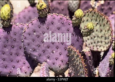 Porpora Prickly Cactus Opuntia Santa-Rita è un cespuglio succulento arbusto a 2 m di altezza e 3 m di larghezza Foto Stock