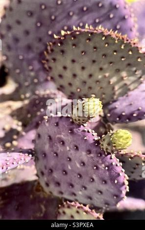 Porpora Prickly Cactus Opuntia Santa-Rita è un cespuglio succulento arbusto a 2 m di altezza e 3 m di larghezza Foto Stock