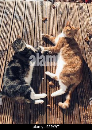 Amore fraterno - due gatti che si stendono sul giardino e si crogiolano nel sole autunnale Foto Stock
