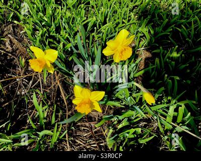 Tre daffodils e un germoglio in una macchia selvaggia, che segna l'inizio di un'altra primavera, Ontario, Canada. Fine aprile. Concetti: Fresco, freschezza, portente, novità. Foto Stock