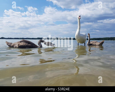 Un paio di cigni con bambini sul lago. Famiglia di cigni. Cigni giovani con mockup Foto Stock