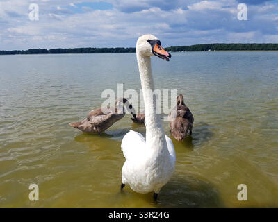 Un paio di cigni con bambini sul lago. Famiglia di cigni. Cigni giovani mockup Foto Stock