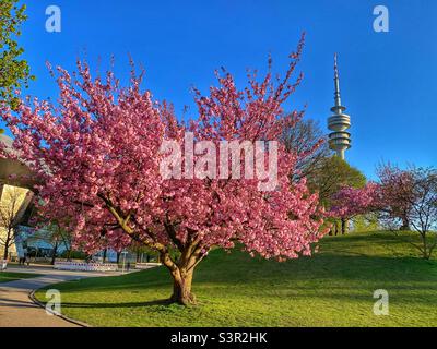 Albero rosa fiorito di ciliegio e torre della televisione nel Parco Olimpico di Monaco, Germania. Foto Stock