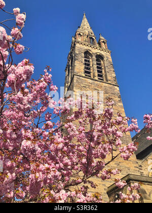 Chiesa episcopale scozzese di San Pietro, Lutton Place, Edimburgo. Primavera con la fioritura dei ciliegi in piena fioritura. Foto Stock