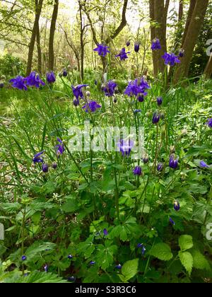 European Columbine (Aquilegia vulgaris) pianta in fiore su terreno forestale Foto Stock