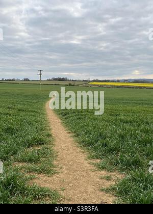 Sentiero attraverso il campo di Spring Barley Foto Stock