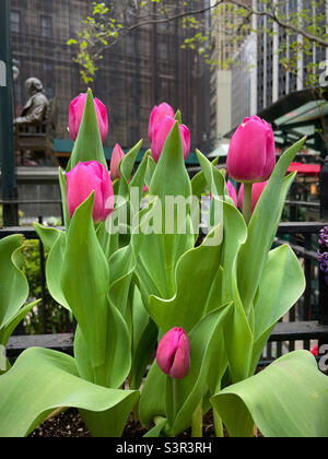 I tulipani rosa fioriscono in primavera davanti alla statua di Horace Greeley in Greeley Square, 2022, New York City, USA Foto Stock