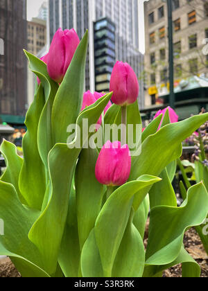 I tulipani rosa fioriscono in primavera a Manhattan, 2022, New York City, USA Foto Stock