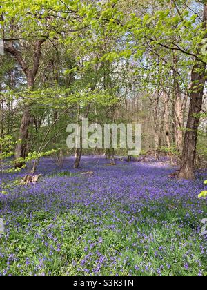 Bluebells vibranti in Arger Fen, vicino a Colchester, Essex, Regno Unito. Foto Stock