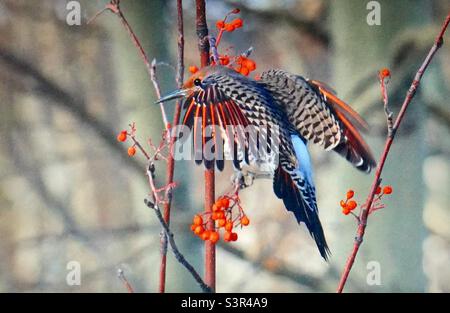 flicker settentrionale, flicker comune, uccelli del Nord America, ornitologia, picchio, cenere di montagna, albero, bacche, amante della natura, fotografia del cortile Foto Stock