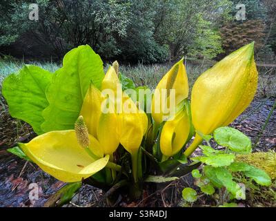 Cavolo Skunk (Lysichiton americanus) in crescita vicino ad uno stagno ornamentale nel Galles del Nord, aprile. Foto Stock